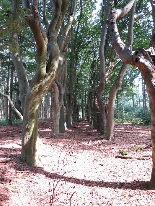 Een rondwandeling op de Mataram en hoe was het vrogger - Foto: Wim