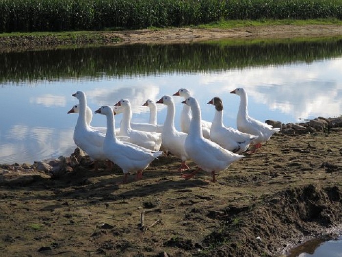 Stuwpad Vilsteren wordt verbreed - Foto: Wim