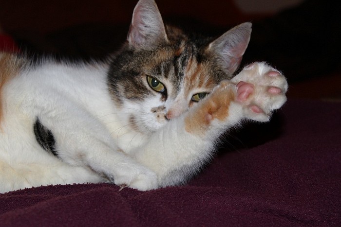 Vermissing kater Puk - Foto: Eigen geleverde foto