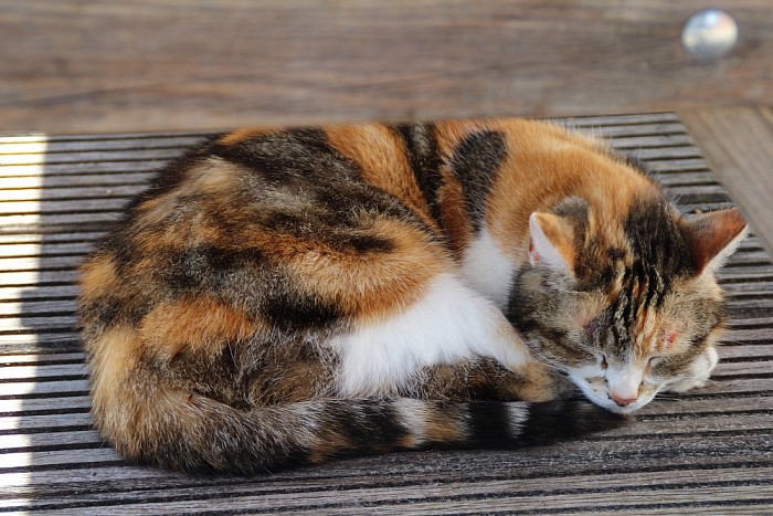 Vermissing kater Puk - Foto: Eigen geleverde foto