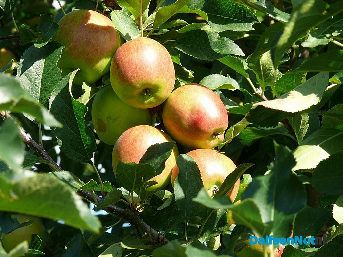 Kom zelf appels plukken op 12 of 19 september!