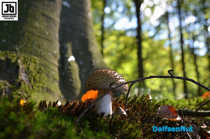 Zo mooi herfst ‪paddenstoelen en zwammen - Foto: Johan Bokma