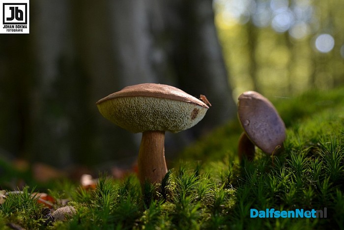 Zo mooi herfst ‪paddenstoelen en zwammen - Foto: Johan Bokma