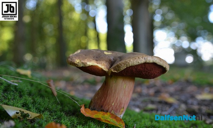 Zo mooi herfst ‪paddenstoelen en zwammen - Foto: Johan Bokma