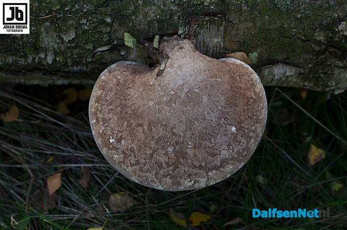 Zo mooi herfst ‪paddenstoelen en zwammen - Foto: Johan Bokma