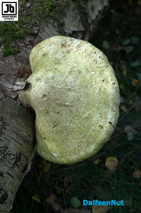 Zo mooi herfst ‪paddenstoelen en zwammen - Foto: Johan Bokma