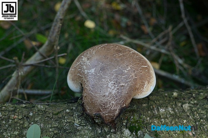 Zo mooi herfst ‪paddenstoelen en zwammen - Foto: Johan Bokma