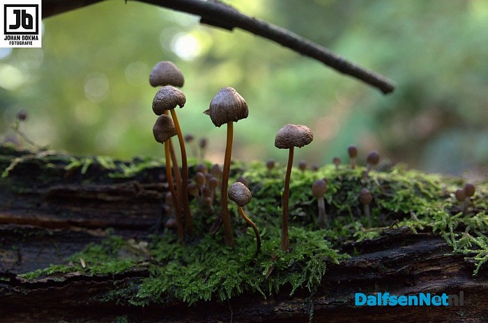 Zo mooi herfst ‪paddenstoelen en zwammen - Foto: Johan Bokma