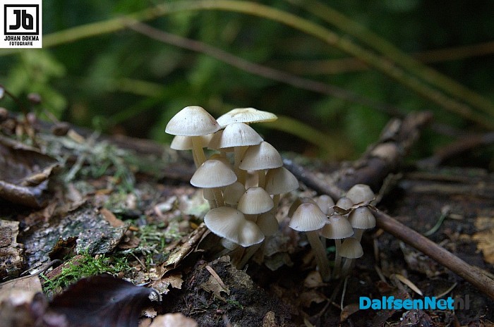 Zo mooi herfst ‪paddenstoelen en zwammen - Foto: Johan Bokma