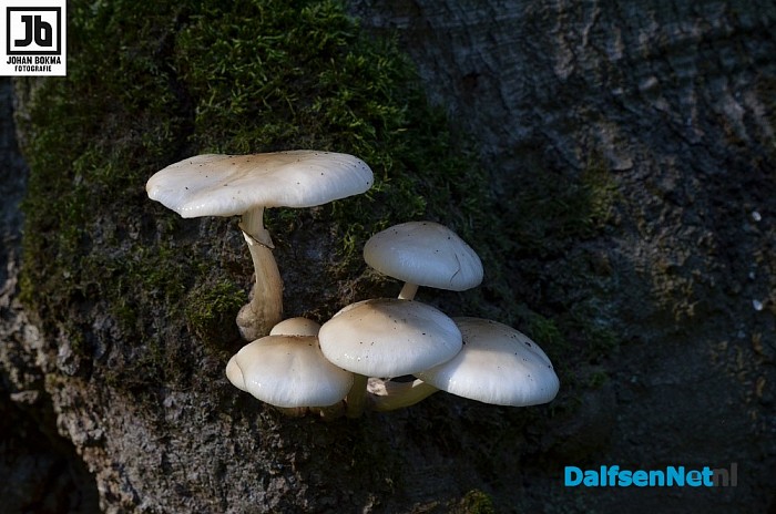 Zo mooi herfst ‪paddenstoelen en zwammen - Foto: Johan Bokma
