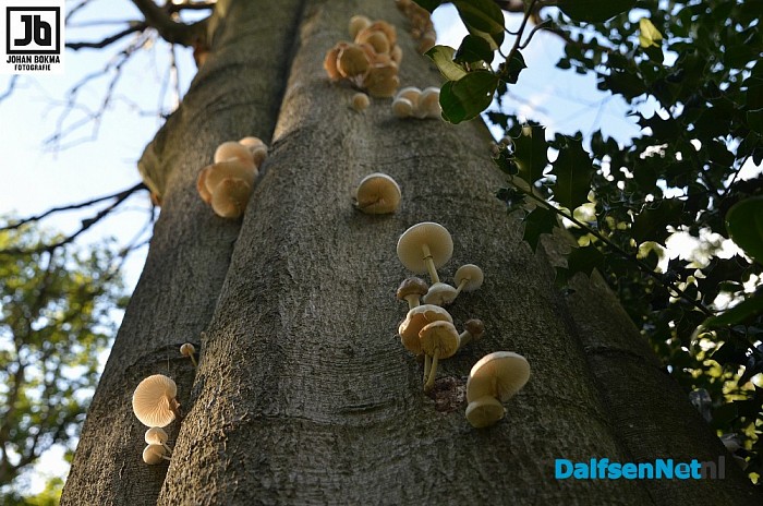Zo mooi herfst ‪paddenstoelen en zwammen - Foto: Johan Bokma