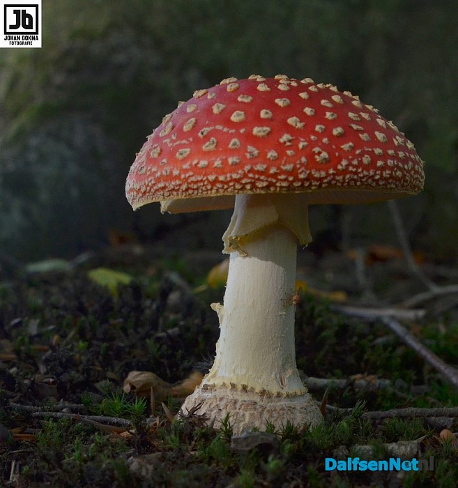 Zo mooi herfst ‪paddenstoelen en zwammen - Foto: Johan Bokma