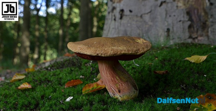 Zo mooi herfst ‪paddenstoelen en zwammen - Foto: Johan Bokma