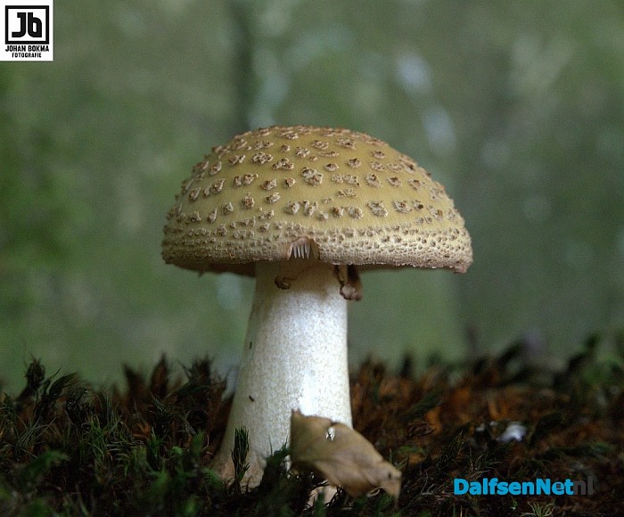 Zo mooi herfst ‪paddenstoelen en zwammen - Foto: Johan Bokma