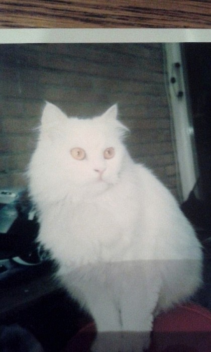 Vermist kat Snoopy Dalfsen (update) - Foto: Eigen geleverde foto
