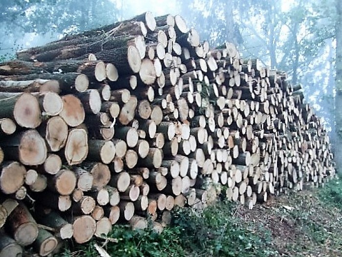 Bergen hout in dichte mist - Foto: Wim