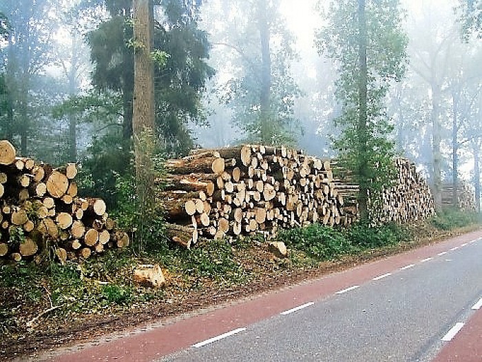 Bergen hout in dichte mist - Foto: Wim