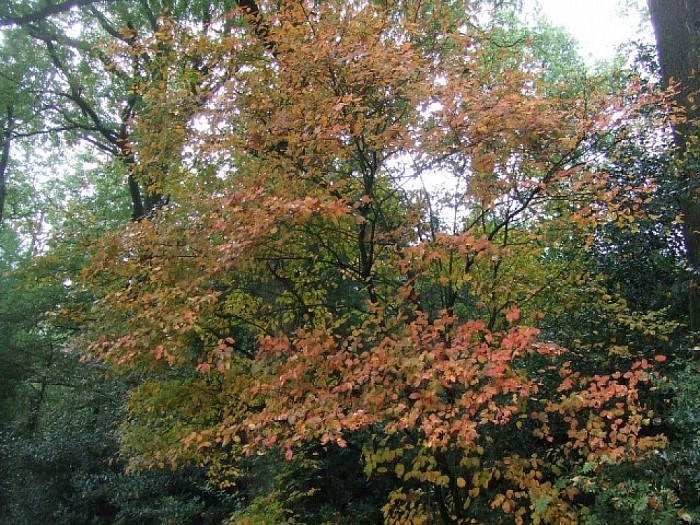 Herfstkleuren op zijn mooist - Foto: Wim