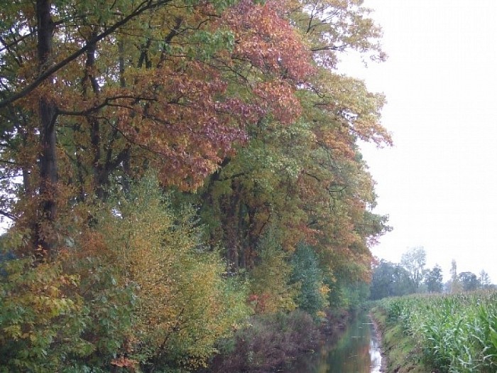 Herfstkleuren op zijn mooist - Foto: Wim