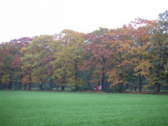 Herfstkleuren op zijn mooist - Foto: Wim