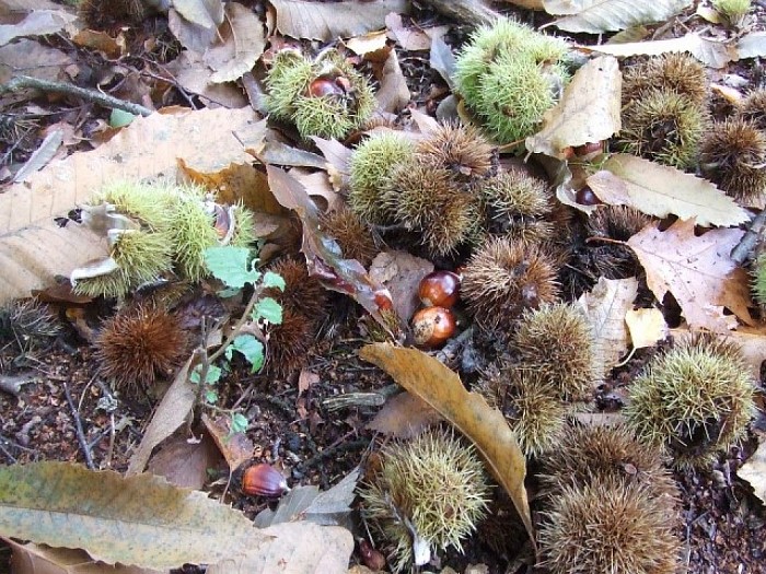 Herfstkleuren op zijn mooist - Foto: Wim