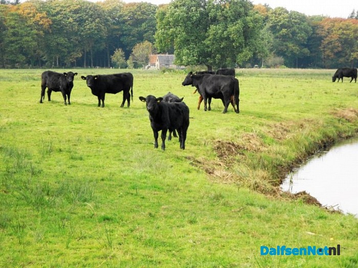 Koeien langs de Zwarteweg