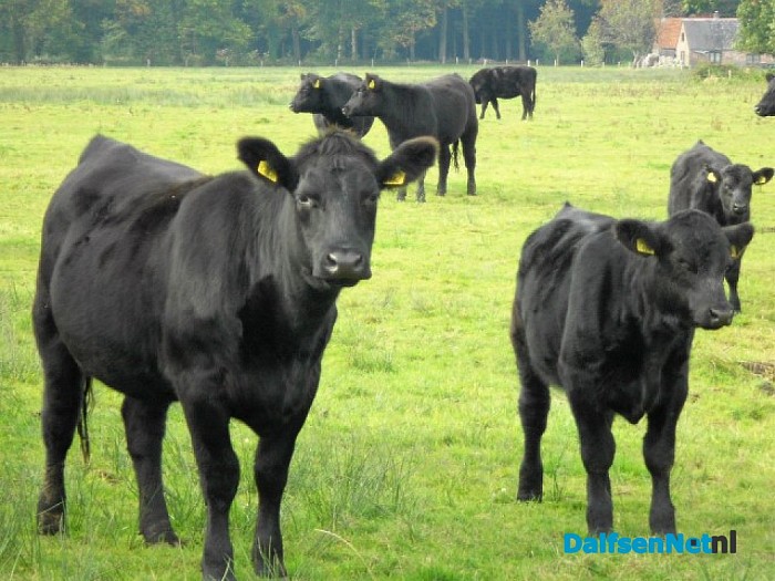 Koeien langs de Zwarteweg