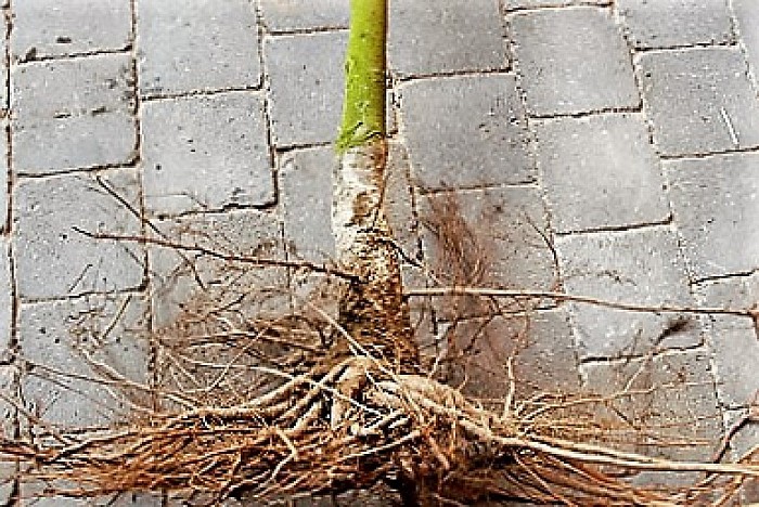 Nieuwe boom op plek oude kastanje