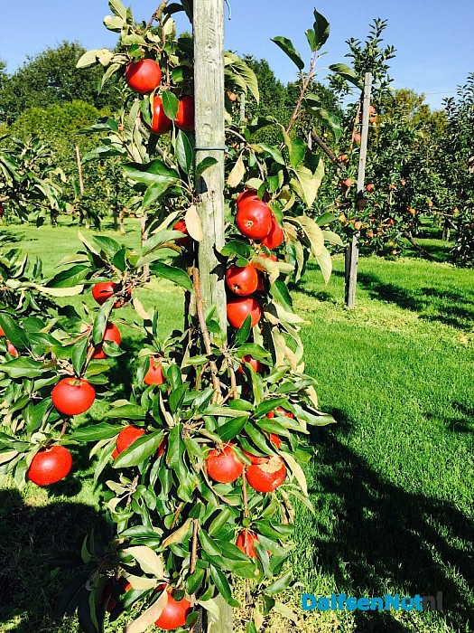 Kom zelf appels plukken zaterdag 3 oktober - Foto: Eigen geleverde foto