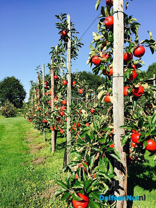 Kom zelf appels plukken zaterdag 3 oktober - Foto: Eigen geleverde foto