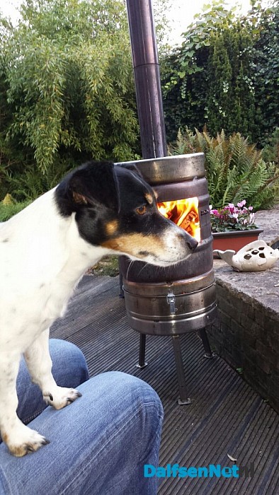 Gezocht Jack Russel (het is weer thuis)