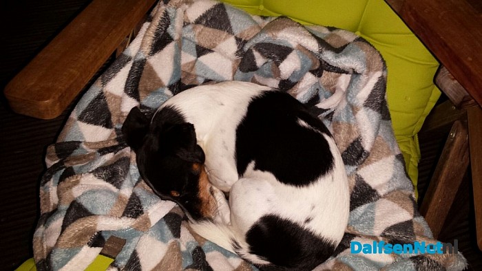 Gezocht Jack Russel (het is weer thuis)