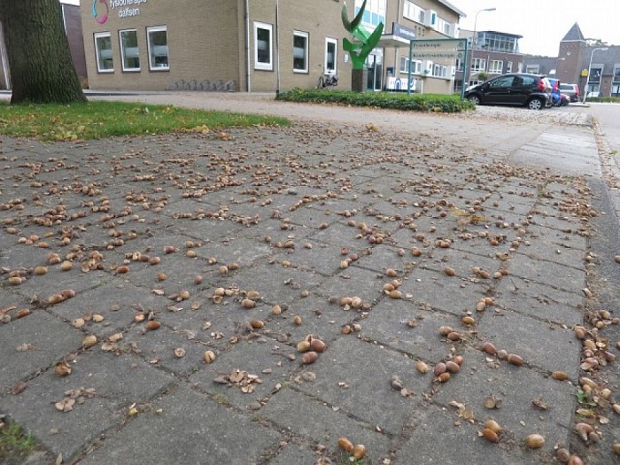 Eikels levensgevaarlijk op voetpaden - Foto: Wim