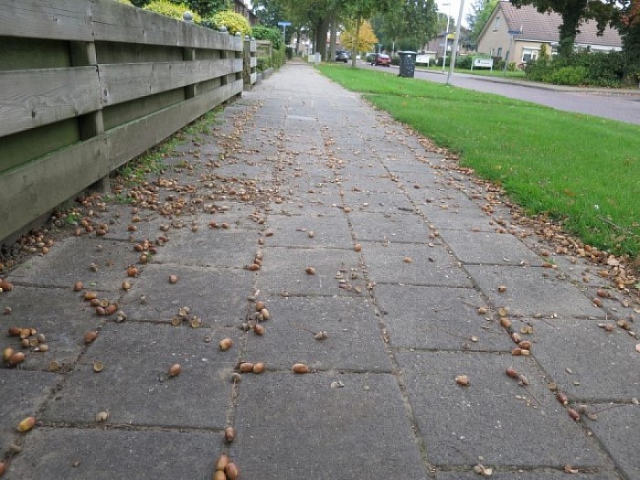 Eikels levensgevaarlijk op voetpaden - Foto: Wim