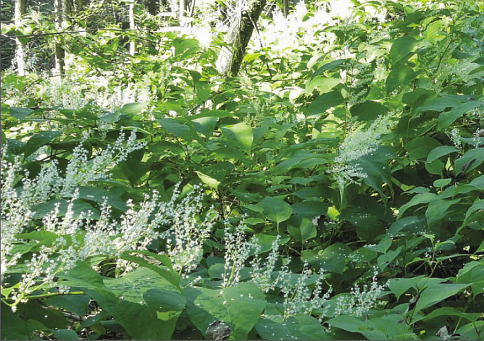 Probleemplant (Japanse Duizendknoop) blijft aandacht vragen