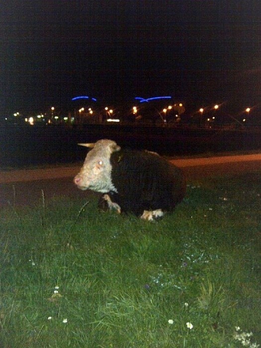 Loslopende runderen bij Vechtbrug - Foto: Politie Dalfsen
