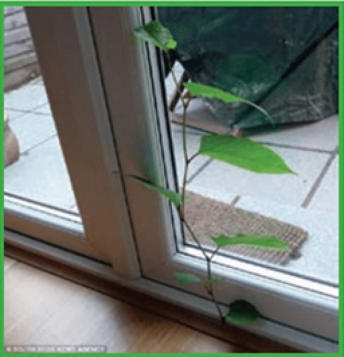 Probleemplant (Japanse Duizendknoop) blijft aandacht vragen