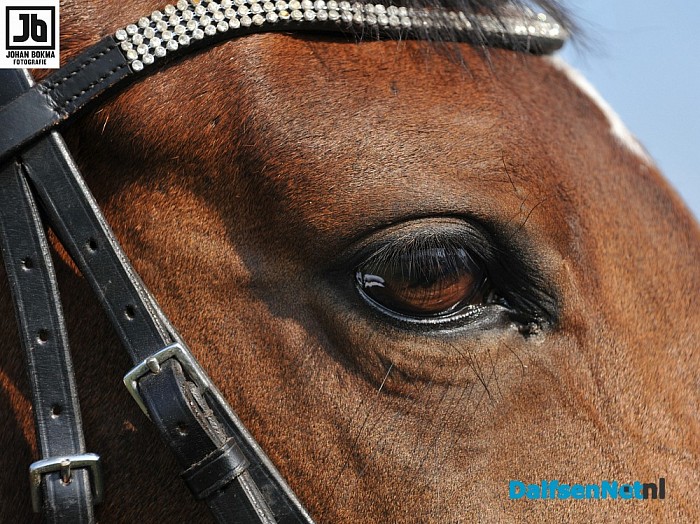 Clubkampioenschap Ponyclub Dalfsen 2015 - Foto: Johan Bokma