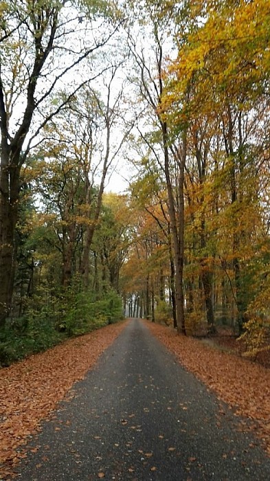 Mooie herfstfoto van de Veldhoeveweg - Foto: Eigen geleverde foto