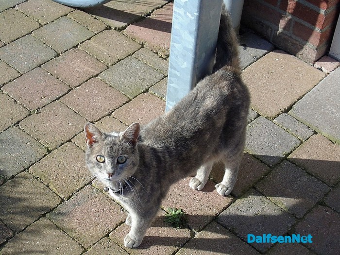 Vermist kat Muis