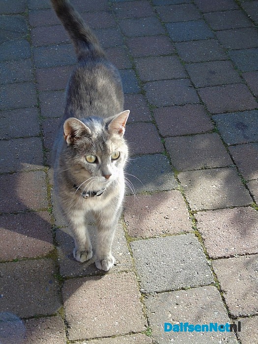 Vermist kat Muis