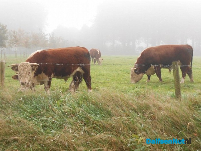 De mist overdag geeft ook wel sfeer