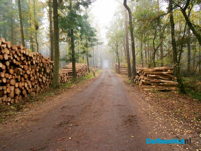 Heet het bos nog steeds Sterrebos?
