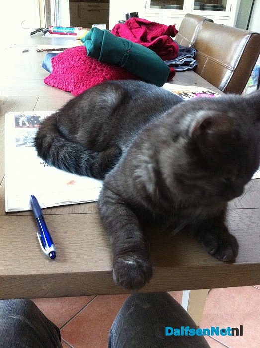 Nieuwsgierige kat is huis kwijt