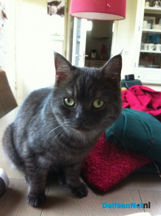 Nieuwsgierige kat is huis kwijt