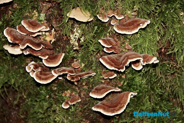 Fantastische herfstplaatjes