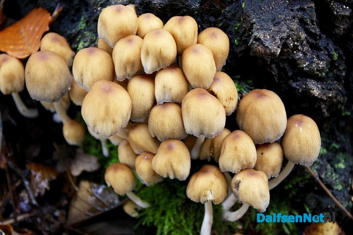 Fantastische herfstplaatjes