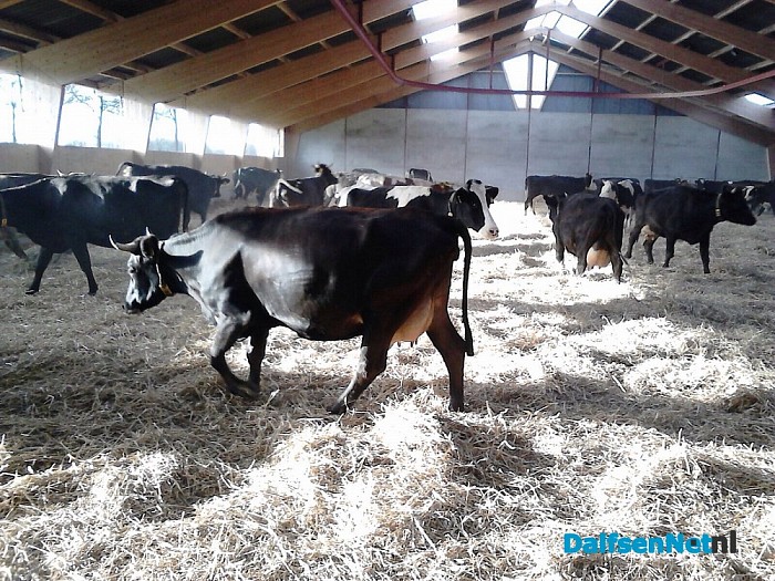 Nieuwe potstal aan de Middenweg 4 in Dalfsen!