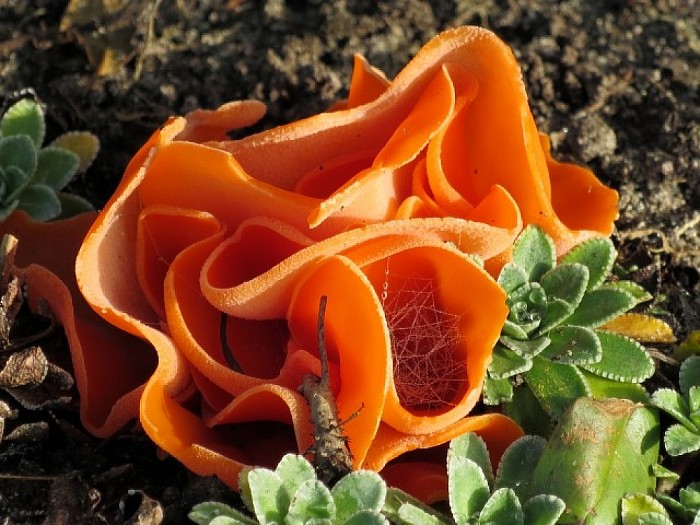 Zeldzame paddenstoel in Hoonhorster tuin - Foto: Wim