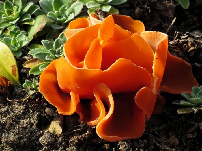 Zeldzame paddenstoel in Hoonhorster tuin - Foto: Wim